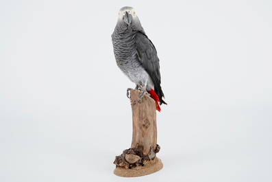 An African grey parrot, taxidermy, late 20th C.