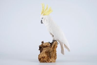 Cacato&egrave;s soufr&eacute;, taxidermie moderne