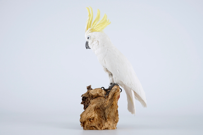 Een geelkuifkaketoe, moderne taxidermie