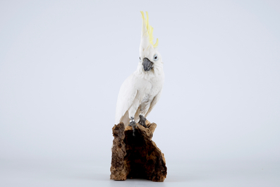 Een geelkuifkaketoe, moderne taxidermie