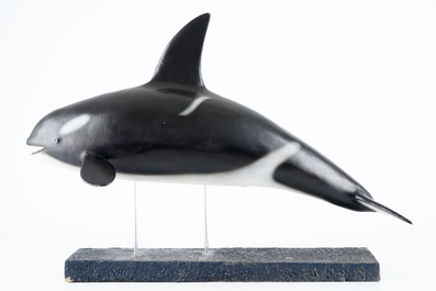 Dirk Claesen: replica van een jonge orka, einde 20e eeuw