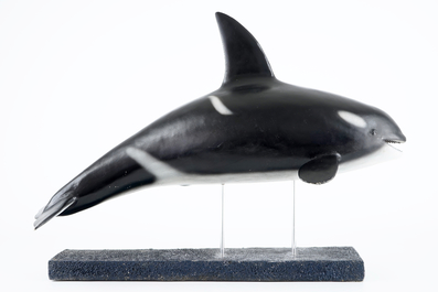 Dirk Claesen: a replica of a young killer whale, late 20th C.
