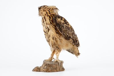 Un Hibou grand-duc naturalis&eacute;, taxidermie moderne