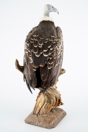 A R&uuml;ppell's vulture, presented on branch, recent taxidermy