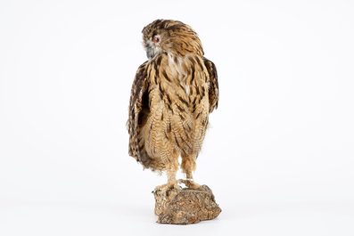 Un Hibou grand-duc naturalis&eacute;, taxidermie moderne