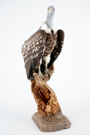A R&uuml;ppell's vulture, presented on branch, recent taxidermy