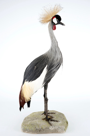 Een grijze kroonkraanvogel, staand op een grondje, moderne taxidermie