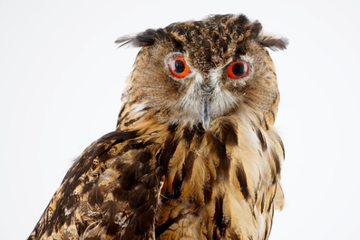 Un Hibou grand-duc naturalis&eacute;, taxidermie moderne