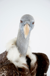 A R&uuml;ppell's vulture, presented on branch, recent taxidermy