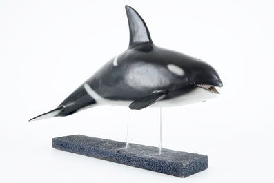 Dirk Claesen: a replica of a young killer whale, late 20th C.
