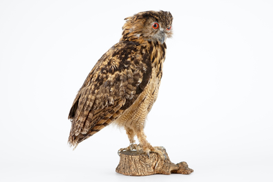 Un Hibou grand-duc naturalis&eacute;, taxidermie moderne