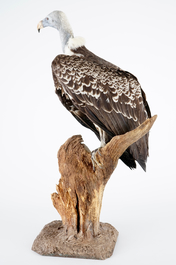 A R&uuml;ppell's vulture, presented on branch, recent taxidermy
