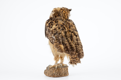 Un Hibou grand-duc naturalis&eacute;, taxidermie moderne