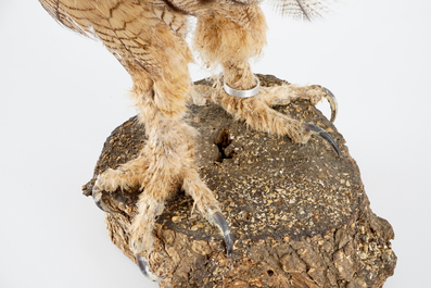 Un Hibou grand-duc naturalis&eacute;, taxidermie moderne