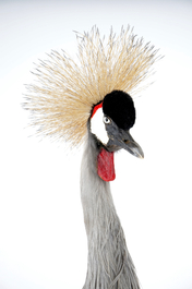 A grey crowned crane, presented standing on a ground, modern taxidermy