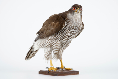 A female hawk on a wooden base, taxidermy, late 20th C.