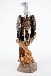 A R&uuml;ppell's vulture, presented on branch, recent taxidermy