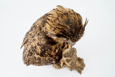 Un Hibou grand-duc naturalis&eacute;, taxidermie moderne