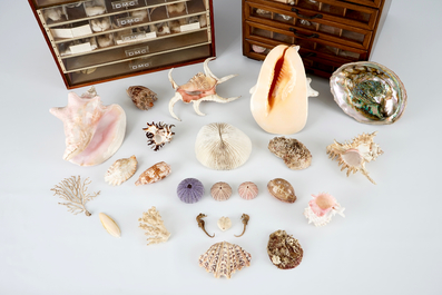 Een fraaie collectie schelpen en zeevondsten in twee ladenkastjes