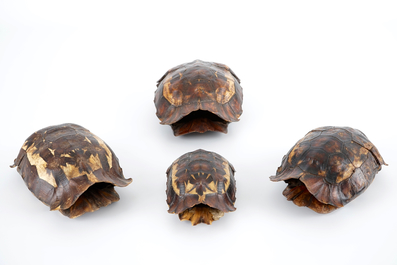 A set of 4 shields of hingeback tortoise, early 20th C.