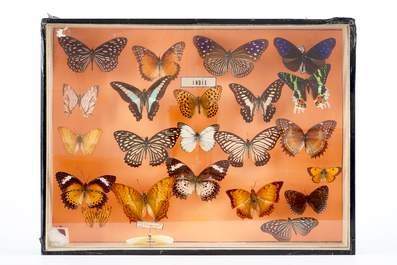 A set of three boxes with taxidermy butterflies, 1st half 20th C.