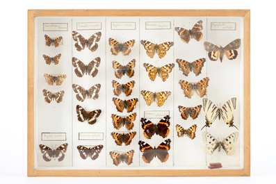 A set of four boxes with taxidermy butterflies, 1st half 20th C.