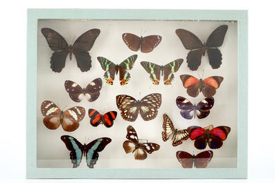 A set of three boxes with taxidermy butterflies, 1st half 20th C.