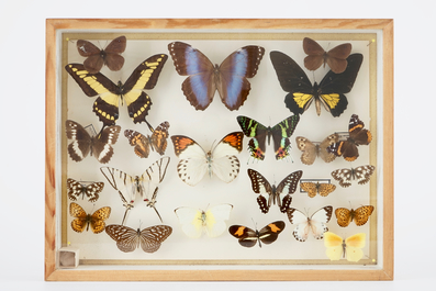 A set of four boxes with taxidermy butterflies, 1st half 20th C.