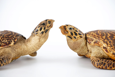 A pair of taxidermy sea turtles, early 20th C.