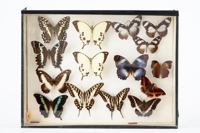 A set of three boxes with taxidermy butterflies, 1st half 20th C.