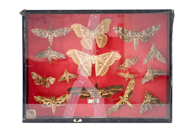 A set of three boxes with taxidermy butterflies, 1st half 20th C.