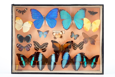 A set of three boxes with taxidermy butterflies, 1st half 20th C.