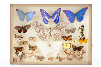 A set of three boxes with taxidermy butterflies, 1st half 20th C.