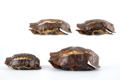 Een set van 4 schilden van de stekelrandklepschildpad, begin 20e eeuw