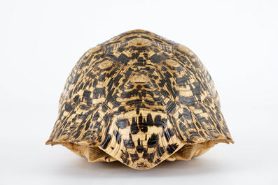 Une carapace d'une tortue l&eacute;opard, Afrique Centrale