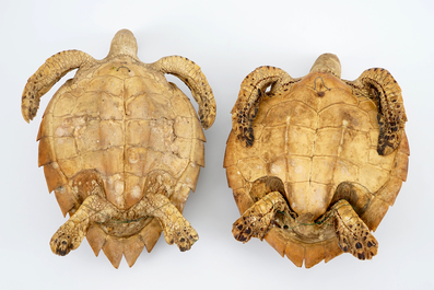 A pair of taxidermy sea turtles, early 20th C.