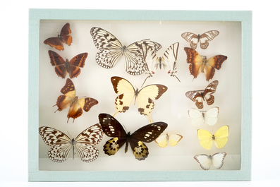 A set of three boxes with taxidermy butterflies, 1st half 20th C.