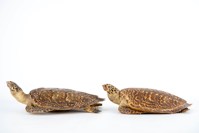 Een paar zeeschildpadden, taxidermie, begin 20e eeuw