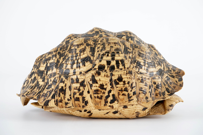 Une carapace d'une tortue l&eacute;opard, Afrique Centrale