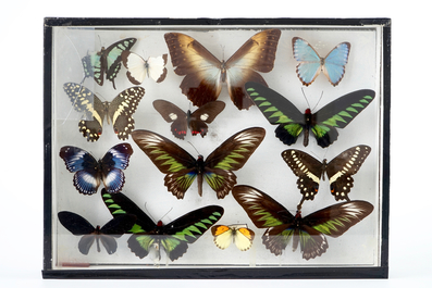 A set of three boxes with taxidermy butterflies, 1st half 20th C.