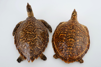 Een paar zeeschildpadden, taxidermie, begin 20e eeuw