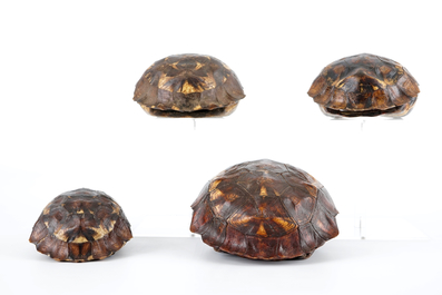 Een set van 4 schilden van de stekelrandklepschildpad, begin 20e eeuw