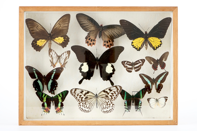 Een set van vier boxen met opgezette vlinders, 1e helft 20e eeuw