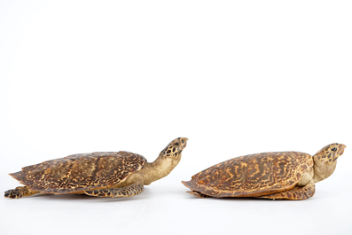 Een paar zeeschildpadden, taxidermie, begin 20e eeuw