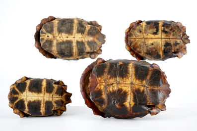 A set of 4 shields of hingeback tortoise, early 20th C.