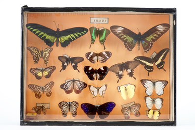 Een set van drie boxen met opgezette vlinders, 1e helft 20e eeuw
