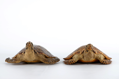 Een paar zeeschildpadden, taxidermie, begin 20e eeuw