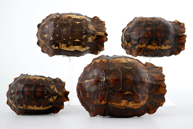 A set of 4 shields of hingeback tortoise, early 20th C.