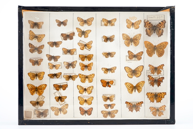 Een set van drie boxen met opgezette vlinders, 1e helft 20e eeuw