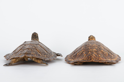 A pair of taxidermy sea turtles, early 20th C.